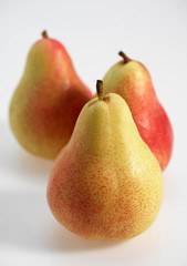 Rosemary Pear, pyrus communis