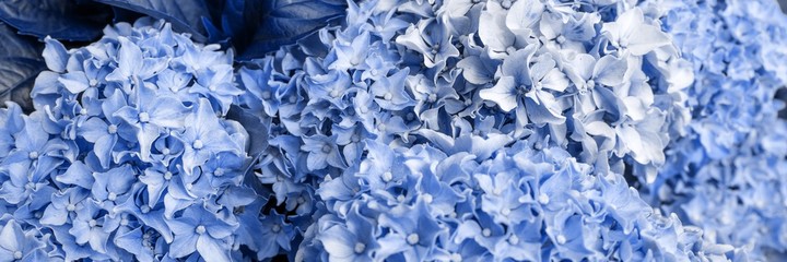 Panoramic image. Closeup blue Hydrangea flower (Hydrangea macrophylla) blooming in the garden	