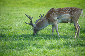 Fallow deer stag, Dama dama, standing showing full body while eating grass.