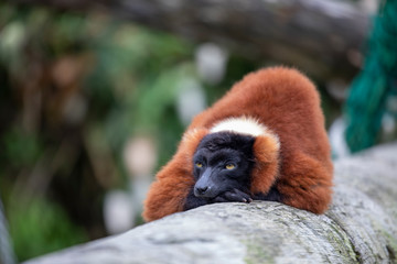 Red ruffed lemur, Varecia rubra, resting on a tree trunk.