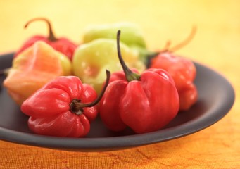 Martinique Hot Pepper, capsicum annuum