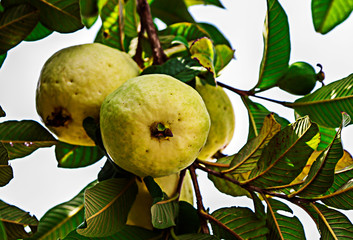 
fruit tree with white guavas