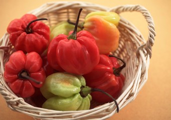 Basket with Martinique Hot Pepper, capsicum annuum