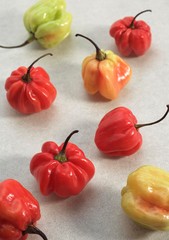 Martinique Hot Pepper, capsicum annuum