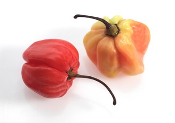Martinique Hot Pepper, capsicum annuum