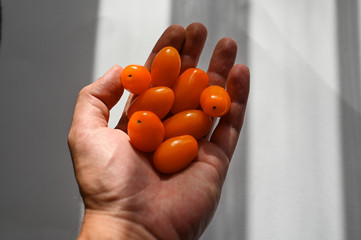 small tomatoes in hand in sunlight