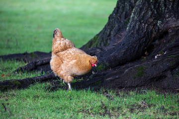 Rooster chicken, Gallus gallus domesticus, close up while walking around tree.