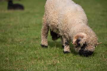 close up of thick fluffy wooly sheep with horns eating on grass.