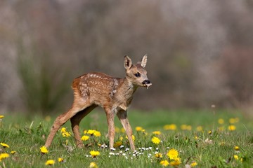 Roe Deer, capreolus capreolus, Fawn standing in Yellow Flowers, Normandy