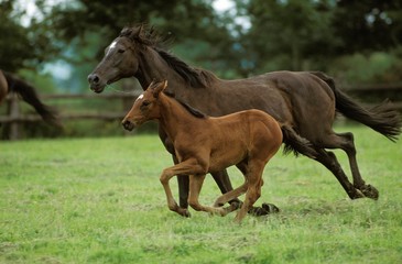 English thoroughbred Horse, Mare with Foal Galloping through Paddock