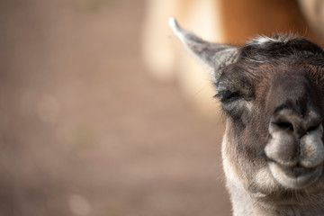 close up portrait of a alpaca, Vicugna paco, with calm background.