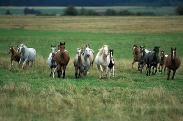 American Saddlebred Horse, Herd Galloping through Meadow