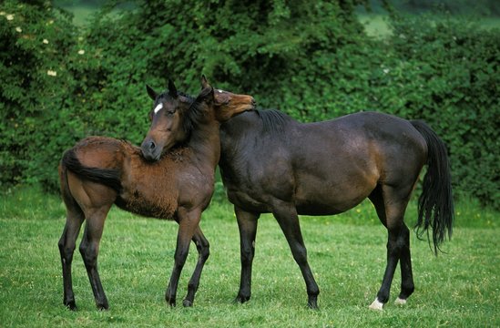 English thoroughbred Horse, Mare with Foal standing in Paddock