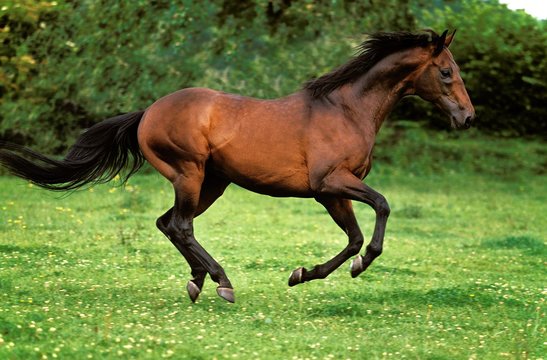 English thoroughbred Horse Galloping through Paddock