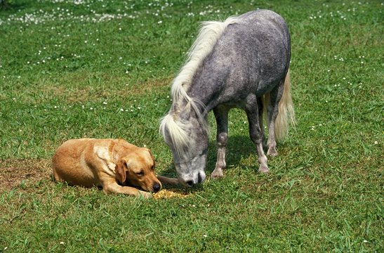 American Miniature Horse, Adult with Dog