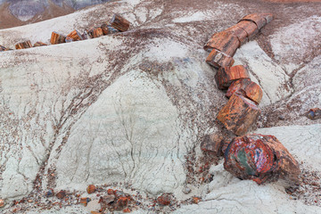 Petrified wood, Petrified Forest National Park, Arizona, USA, America