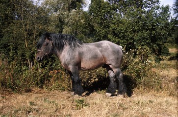 Ardenese Horse standing on Dry Grass