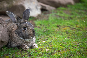 Rabbit, Oryctolagus cuniculus, close up while sitting on grass.