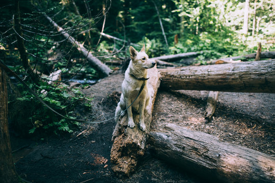 Husky Adventures pt. 2