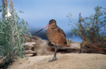 Willet, catoptrophorus semipalmatus, Adult, Florida