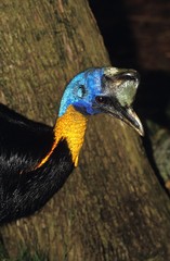 Northern Cassowary or One-Wattled Cassowary, casuarius unappendiculatus, Portrait of Adult