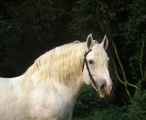 Portrait of Draft Horse