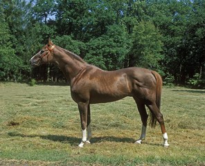 Anglo Arab Horse standing in Meadow