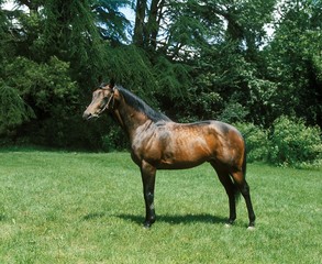Anglo Arab Horse standing in Meadow