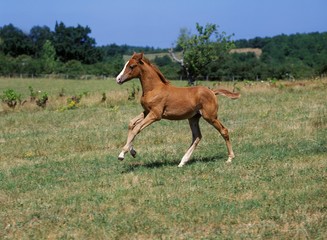 Anglo Arab Horse, Foal Galloping through Meadow