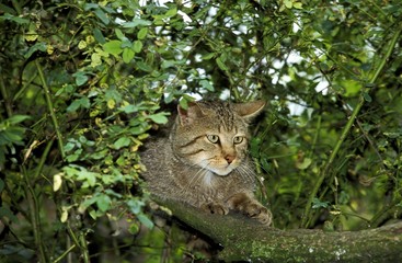 European Wildcat, felis silvestris, Adult standing in Tree