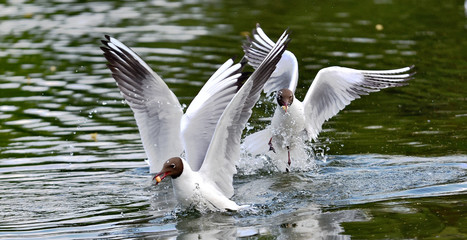 seagulls