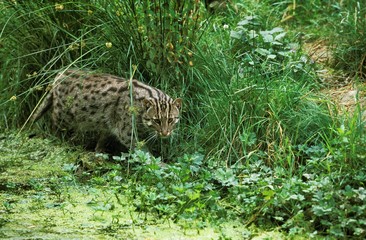 Fishing Cat, prionailurus viverrinus, Adult standing in Swamp, Fishing
