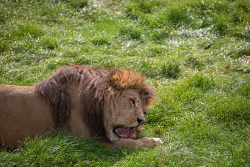 male lion, panthera leo, laying on grassland eating.