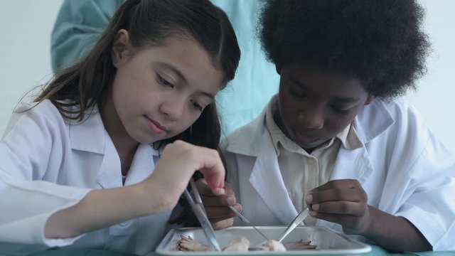 Education concept. Young students are experimenting with frog dissection in a laboratory. 4k Resolution.