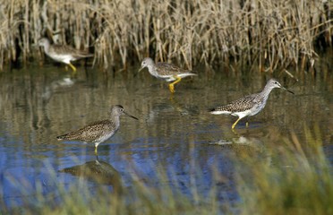 Lesser Yellowlegs, tringa flavipes, Group standing in Water, Florida