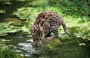 Fishing Cat, prionailurus viverrinus, Adult standing in Water, Fishing