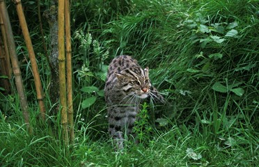Fishing Cat, prionailurus viverrinus, Adult standing in Long Grass