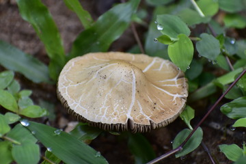 mushroom in the forest