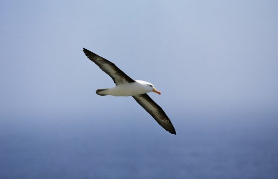 Black-Browed Albatros, diomedea melanophris, Adult in Flight, Drake Passage in Antarctica