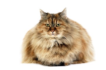 Tortoiseshell Persian Domestic Cat, Adult laying against White Background