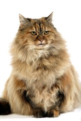 Obraz premium Tortoiseshell Persian Domestic Cat, Adult sitting against White Background