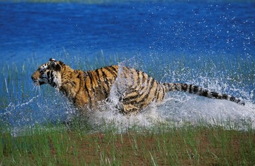 Bengal Tiger, panthera tigris tigris, Adult running in Water