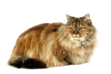 Tortoiseshell Persian Domestic Cat, Adult laying against White Background