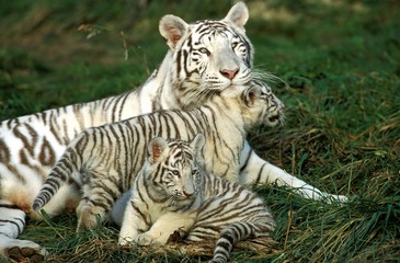 White Tiger, panthera tigris, Mother with Cub