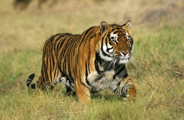Fototapeta na wymiar Bengal Tiger, panthera tigris tigris, Adult