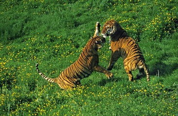 Bengal Tiger, panthera tigris tigris, Adults fighting