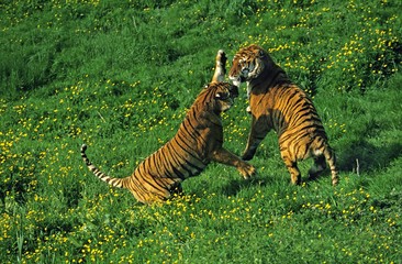 Fototapeta na wymiar Bengal Tiger, panthera tigris tigris, Adults fighting