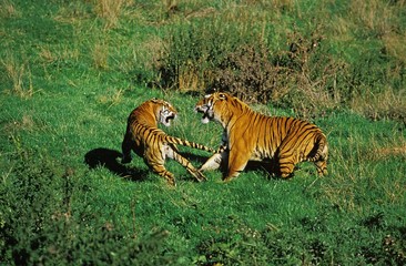 Fototapeta na wymiar Bengal Tiger, panthera tigris tigris, Adults fighting