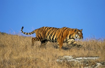 Fototapeta na wymiar Bengal Tiger, panthera tigris tigris, Adult