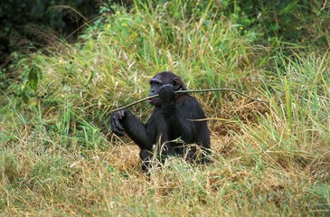 Chimpanzee, pan troglodytes, Adult Eating Bark of Branch